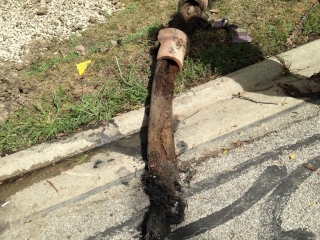 Tree root pulled out of sewer